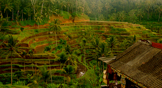 Illustration for article titled This Gorgeous Stained Glass Landscape Is Actually a Rice Field